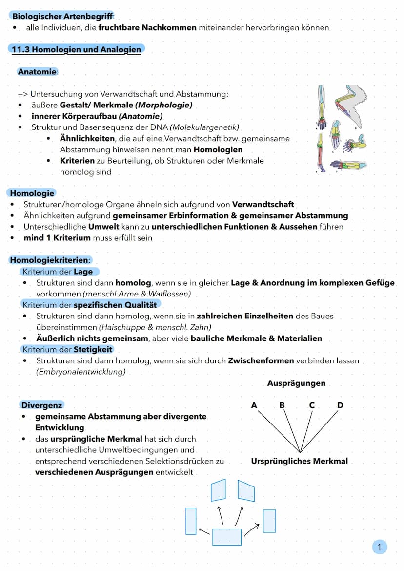 Evolution Biologischer Artenbegriff:
alle Individuen, die fruchtbare Nachkommen miteinander hervorbringen können.
11.3 Homologien und Analog
