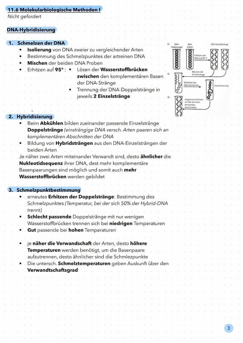 Evolution Biologischer Artenbegriff:
alle Individuen, die fruchtbare Nachkommen miteinander hervorbringen können.
11.3 Homologien und Analog