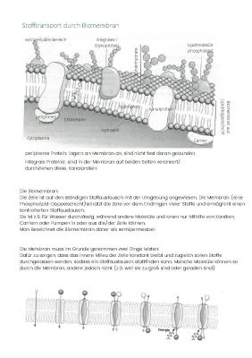 Know Neurobiologie: Stofftransport durch die Biomembran thumbnail