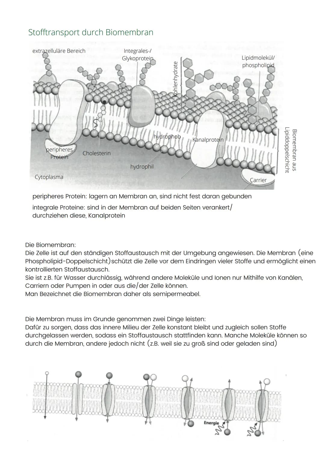 Stofftransport durch Biomembran
extrazelluläre Bereich
Y
peripheres
Protein
Cytoplasma
Cholesterin
Integrales-/
Glykoprotein
ohlenhydrate
hy