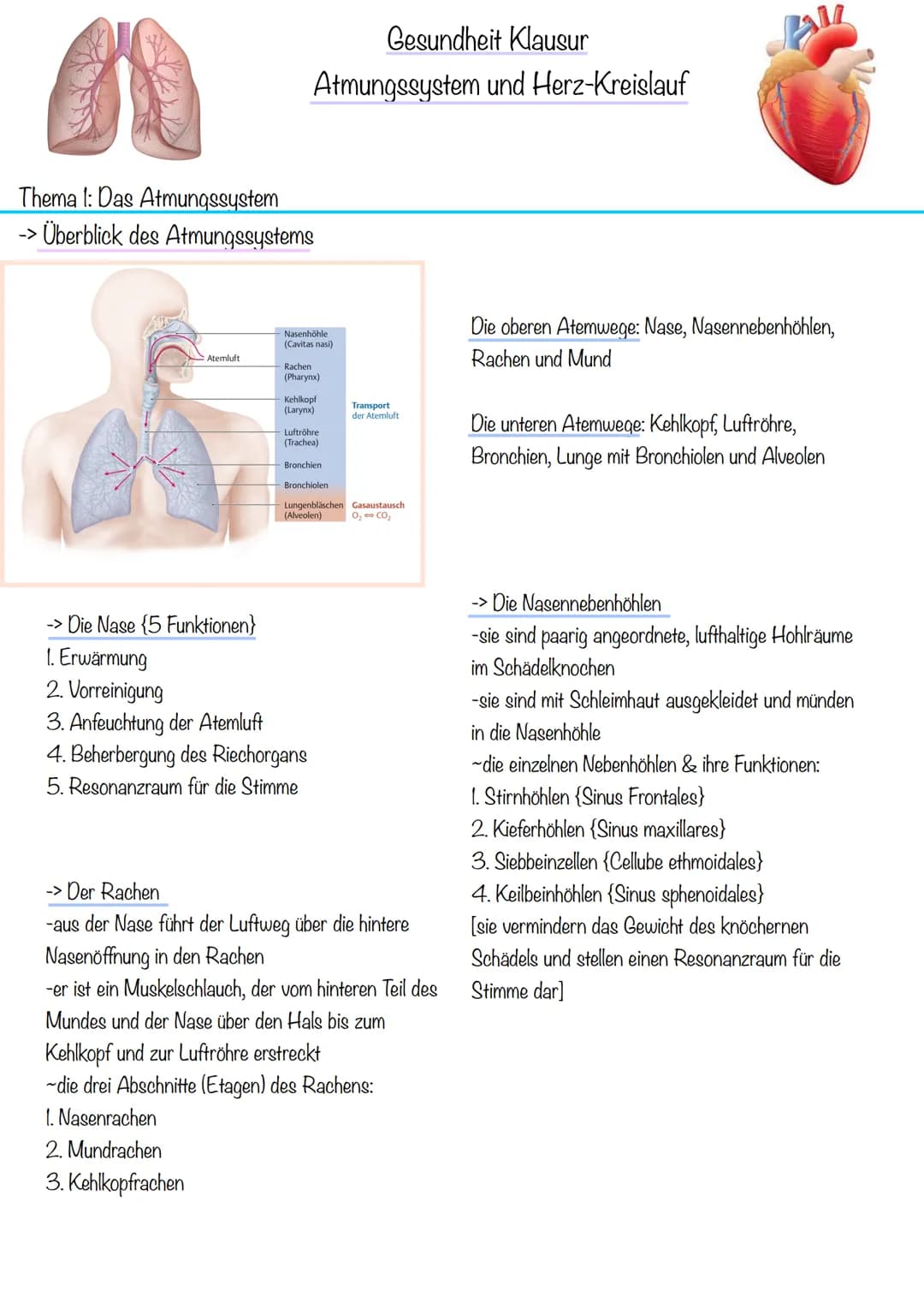 Thema 1: Das Atmungssystem
-> Überblick des Atmungssystems
Atemluft
Gesundheit Klausur
Atmungssystem und Herz-Kreislauf
2. Mundrachen
3. Keh
