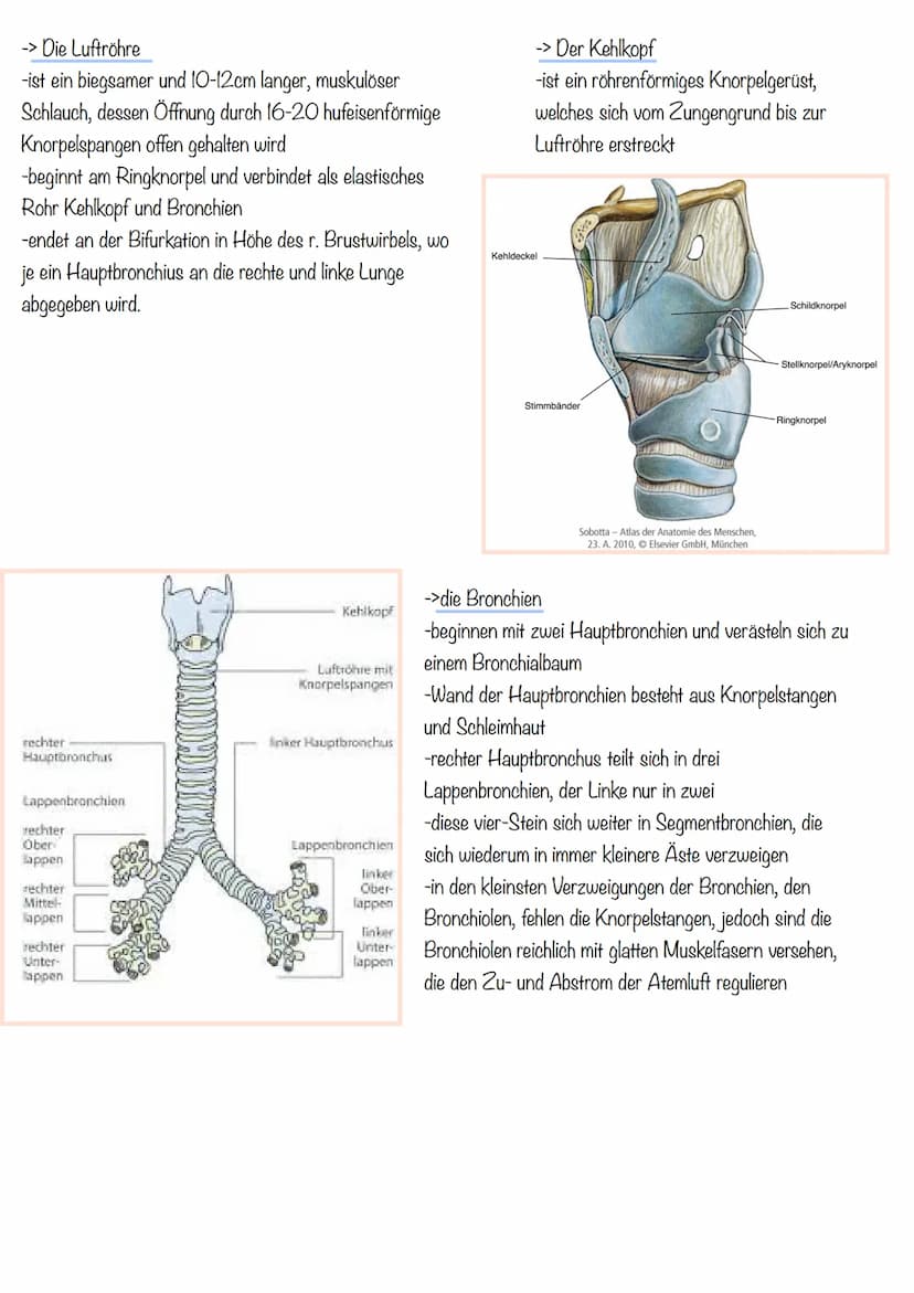 Thema 1: Das Atmungssystem
-> Überblick des Atmungssystems
Atemluft
Gesundheit Klausur
Atmungssystem und Herz-Kreislauf
2. Mundrachen
3. Keh