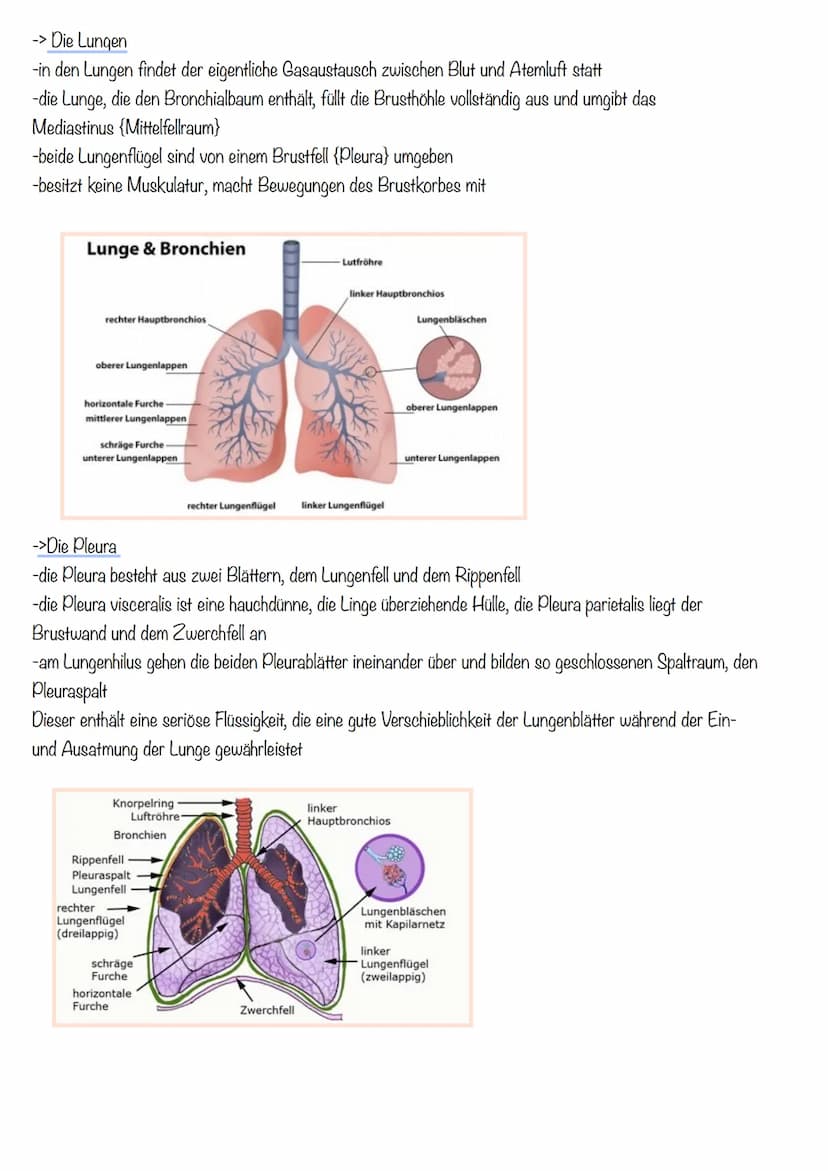 Thema 1: Das Atmungssystem
-> Überblick des Atmungssystems
Atemluft
Gesundheit Klausur
Atmungssystem und Herz-Kreislauf
2. Mundrachen
3. Keh
