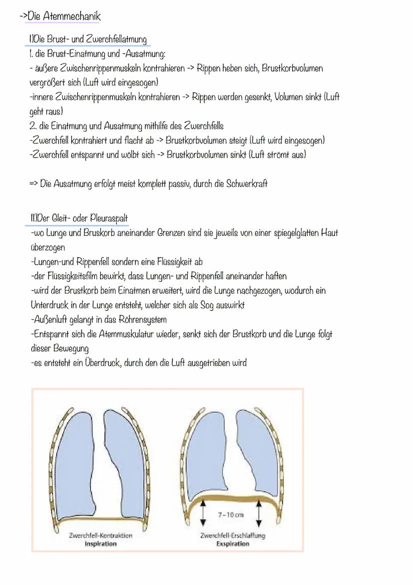 Thema 1: Das Atmungssystem
-> Überblick des Atmungssystems
Atemluft
Gesundheit Klausur
Atmungssystem und Herz-Kreislauf
2. Mundrachen
3. Keh
