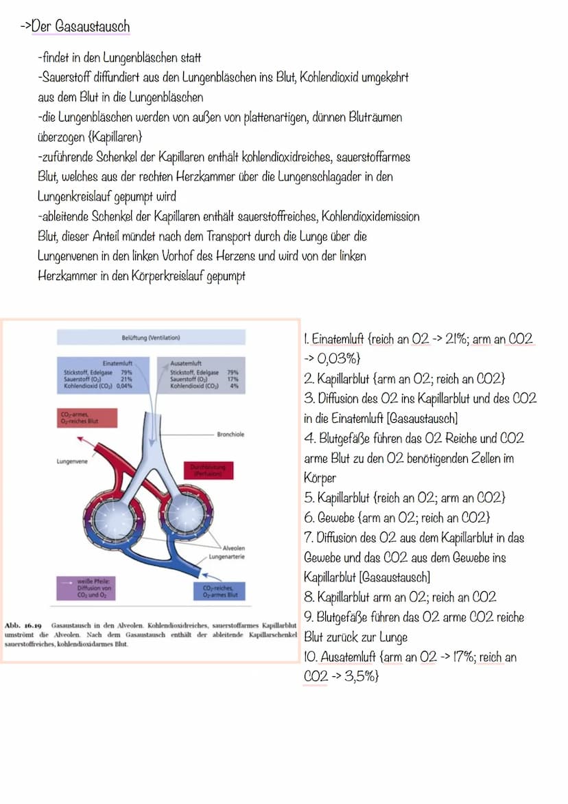 Thema 1: Das Atmungssystem
-> Überblick des Atmungssystems
Atemluft
Gesundheit Klausur
Atmungssystem und Herz-Kreislauf
2. Mundrachen
3. Keh