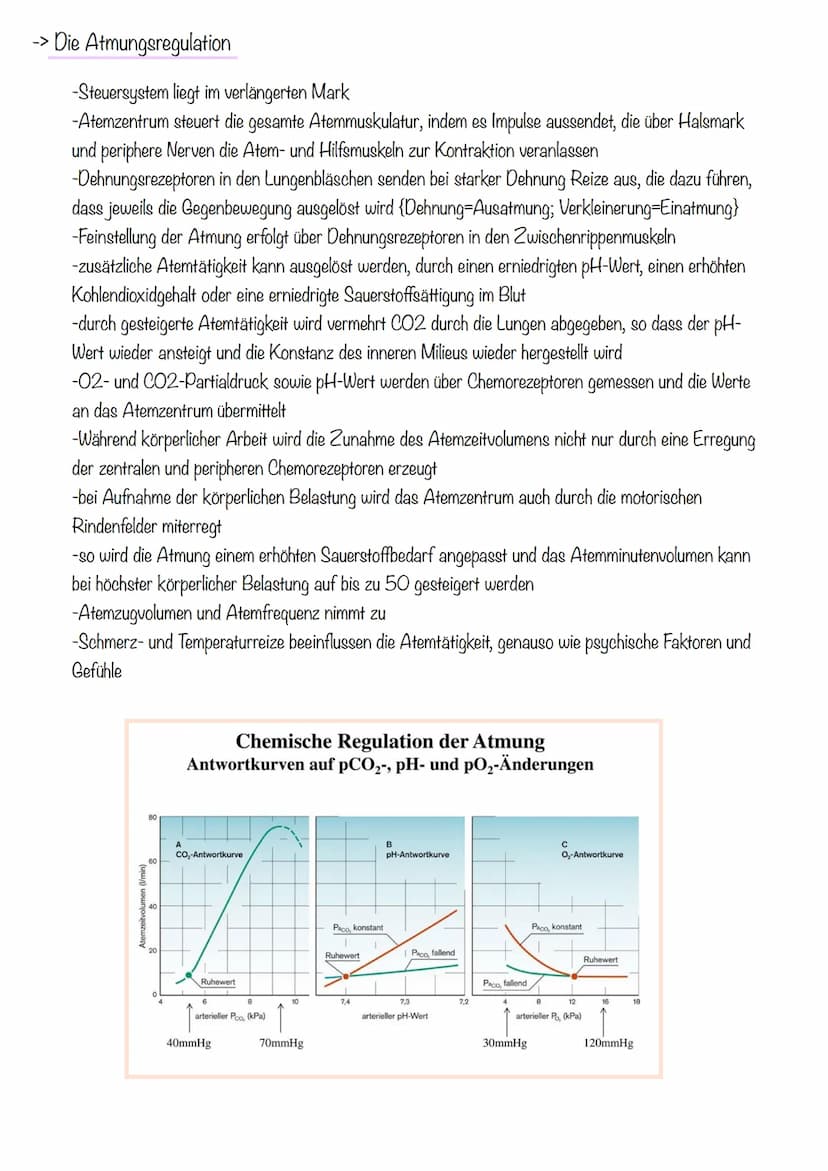 Thema 1: Das Atmungssystem
-> Überblick des Atmungssystems
Atemluft
Gesundheit Klausur
Atmungssystem und Herz-Kreislauf
2. Mundrachen
3. Keh