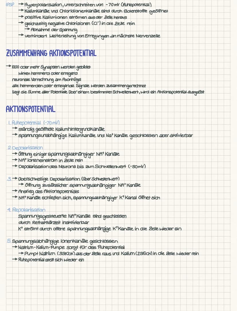 CHEMISCHE SYNAPSE
Aufbau der chemischen Synapse
1. Die präsynaptische Endigung des informationsübertragenden Neurons. Diese enthält die mit 
