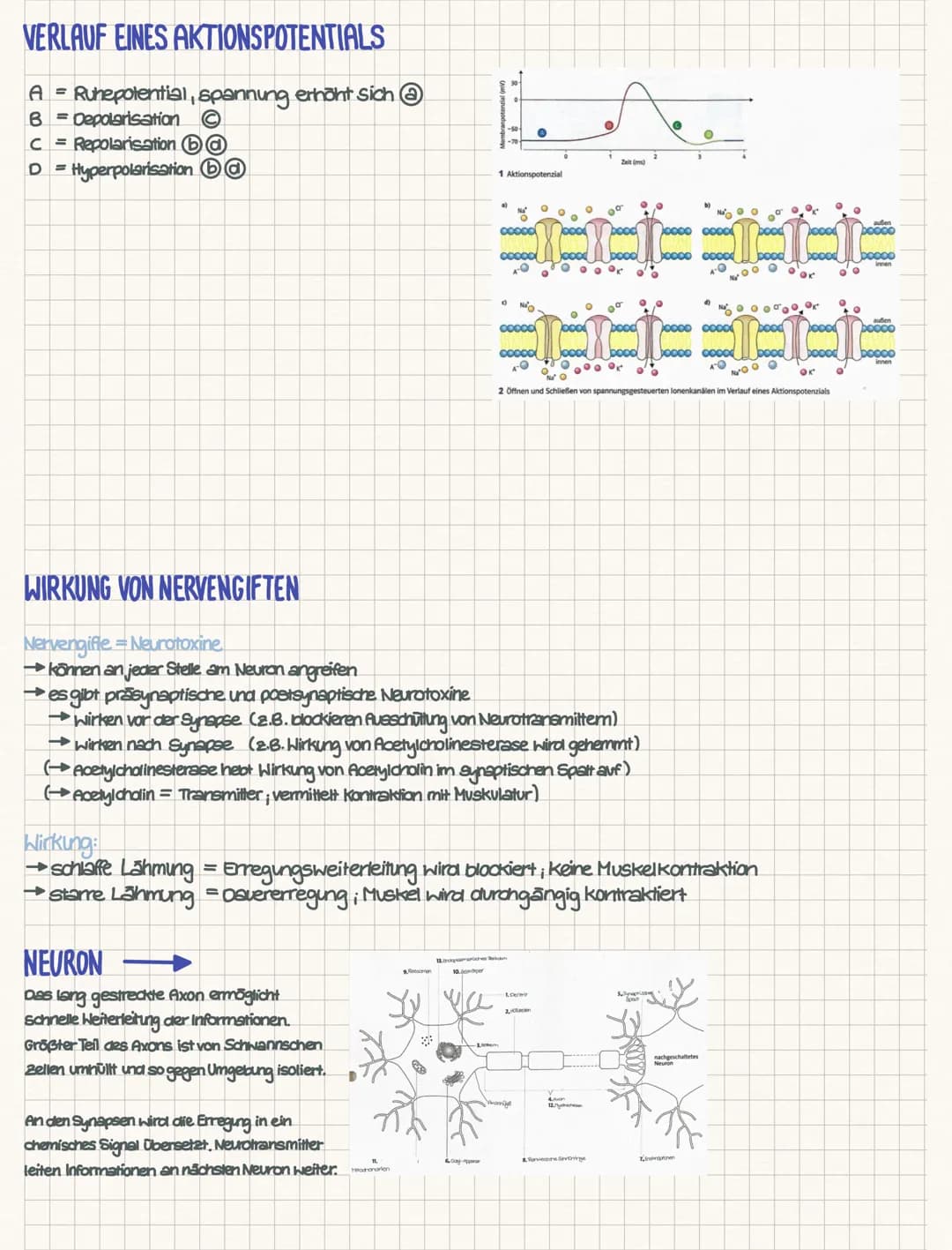 CHEMISCHE SYNAPSE
Aufbau der chemischen Synapse
1. Die präsynaptische Endigung des informationsübertragenden Neurons. Diese enthält die mit 