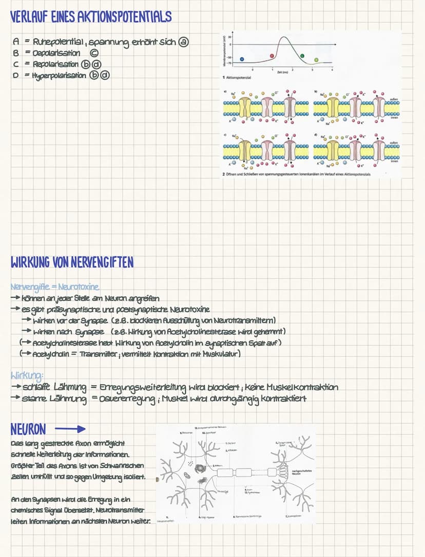 CHEMISCHE SYNAPSE
Aufbau der chemischen Synapse
1. Die präsynaptische Endigung des informationsübertragenden Neurons. Diese enthält die mit 