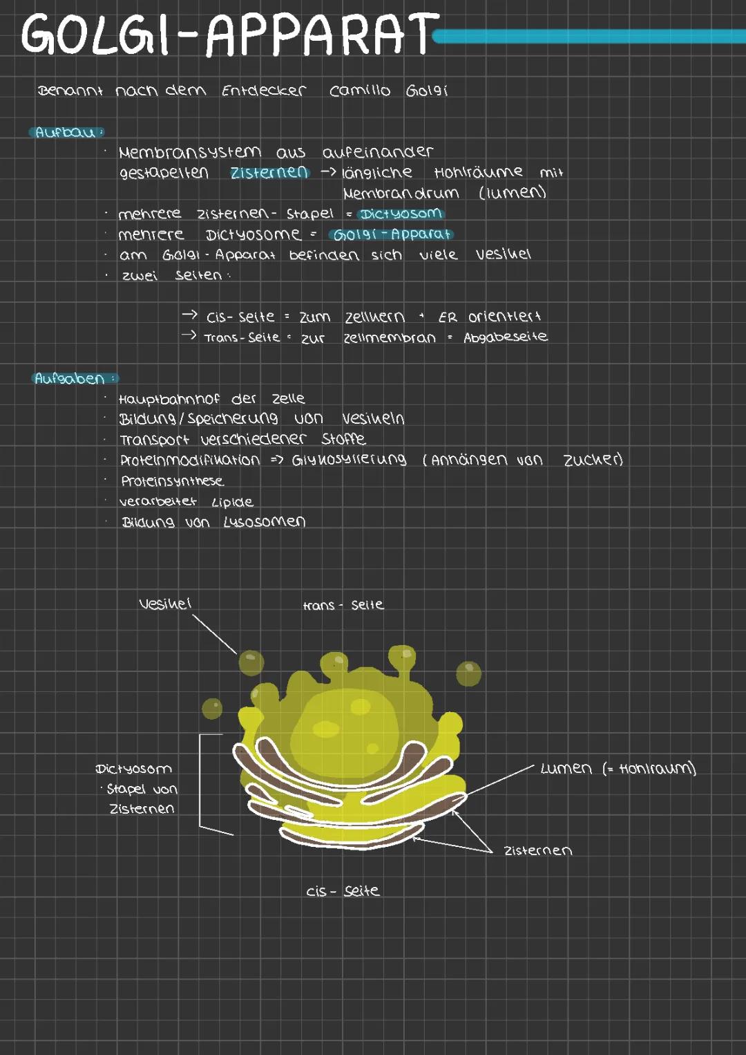 Golgi- Apparat