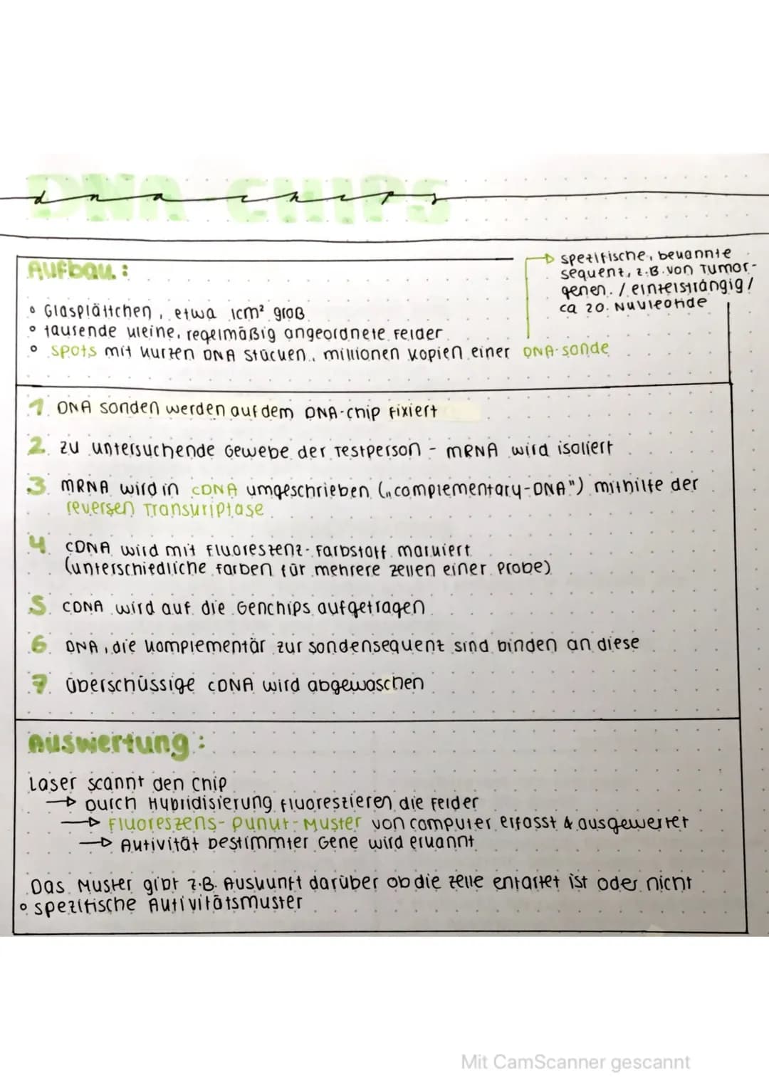 سمة
سيد
& spezifische, bekannte
sequent, z. B. von Tumor-
genen. / einteistrangig/
ca 20. Nuvleotide
Aufbau:
• Glasplättchen, etwa 1cm² groß