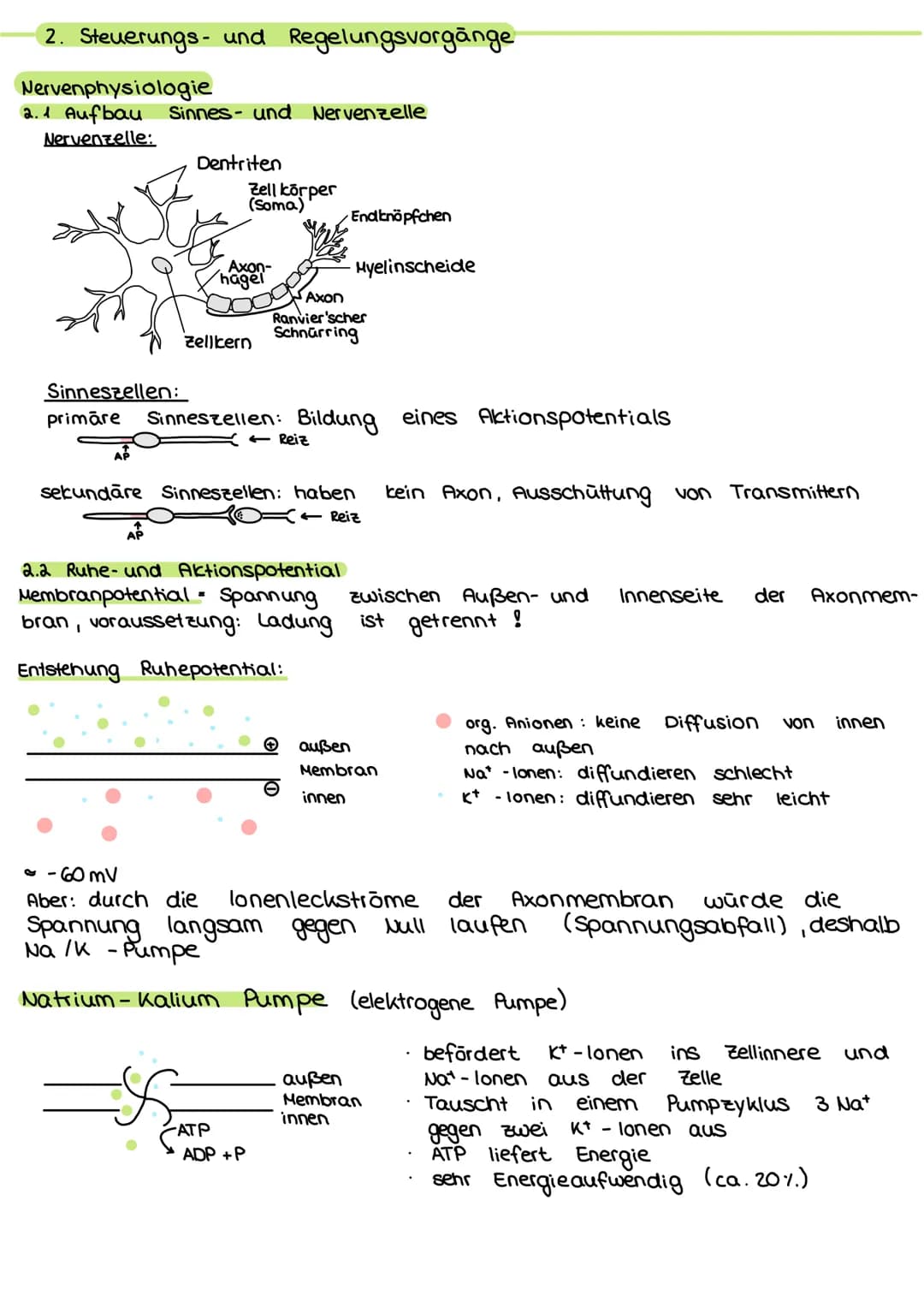 2. Steuerungs- und Regelungsvorgange
Nervenphysiologie
2.1 Aufbau
Nervenzelle:
AP
Sinnes- und Nervenzelle
Dentriten
AP
Zell körper
(Soma)
Ax