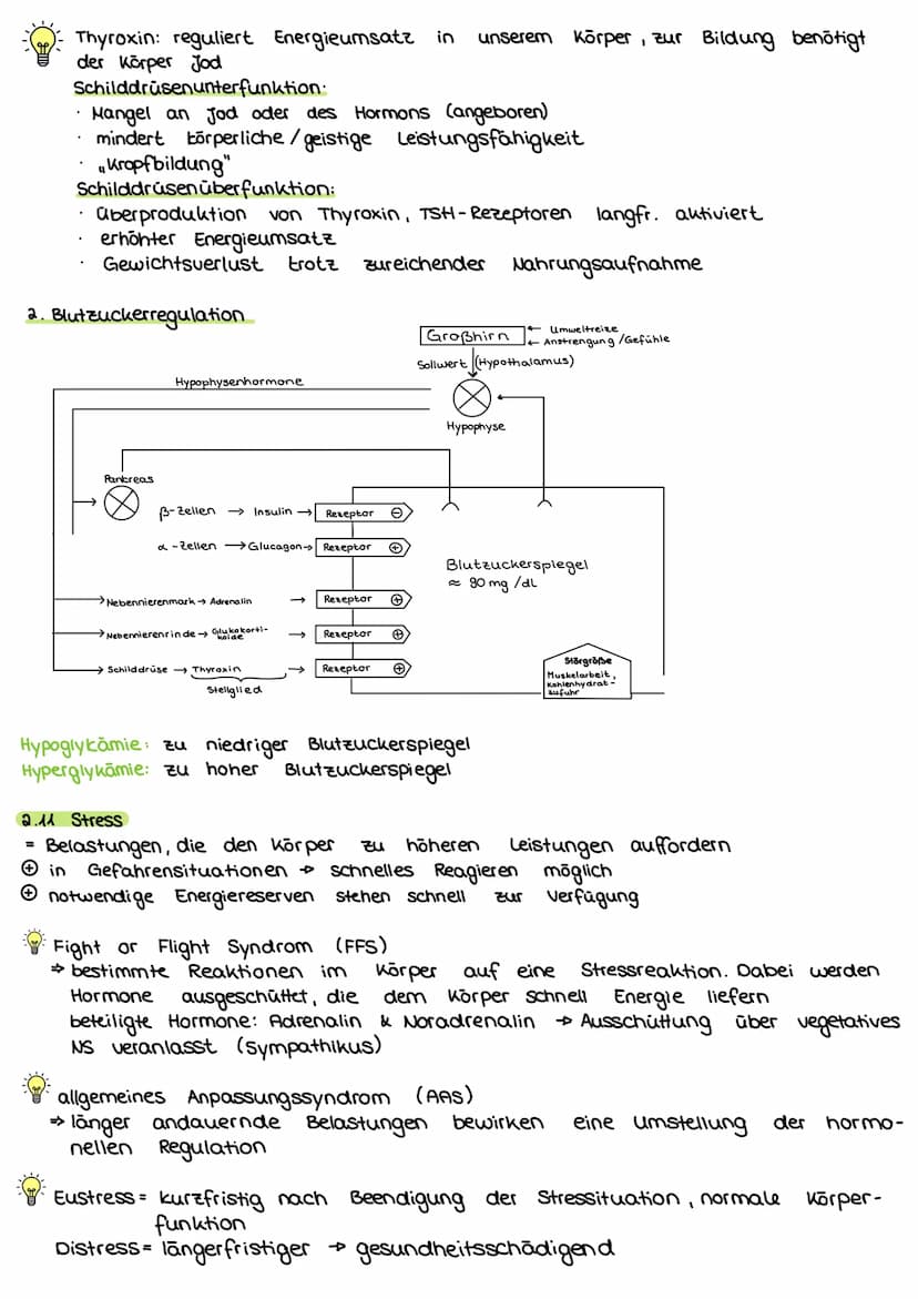 2. Steuerungs- und Regelungsvorgange
Nervenphysiologie
2.1 Aufbau
Nervenzelle:
AP
Sinnes- und Nervenzelle
Dentriten
AP
Zell körper
(Soma)
Ax