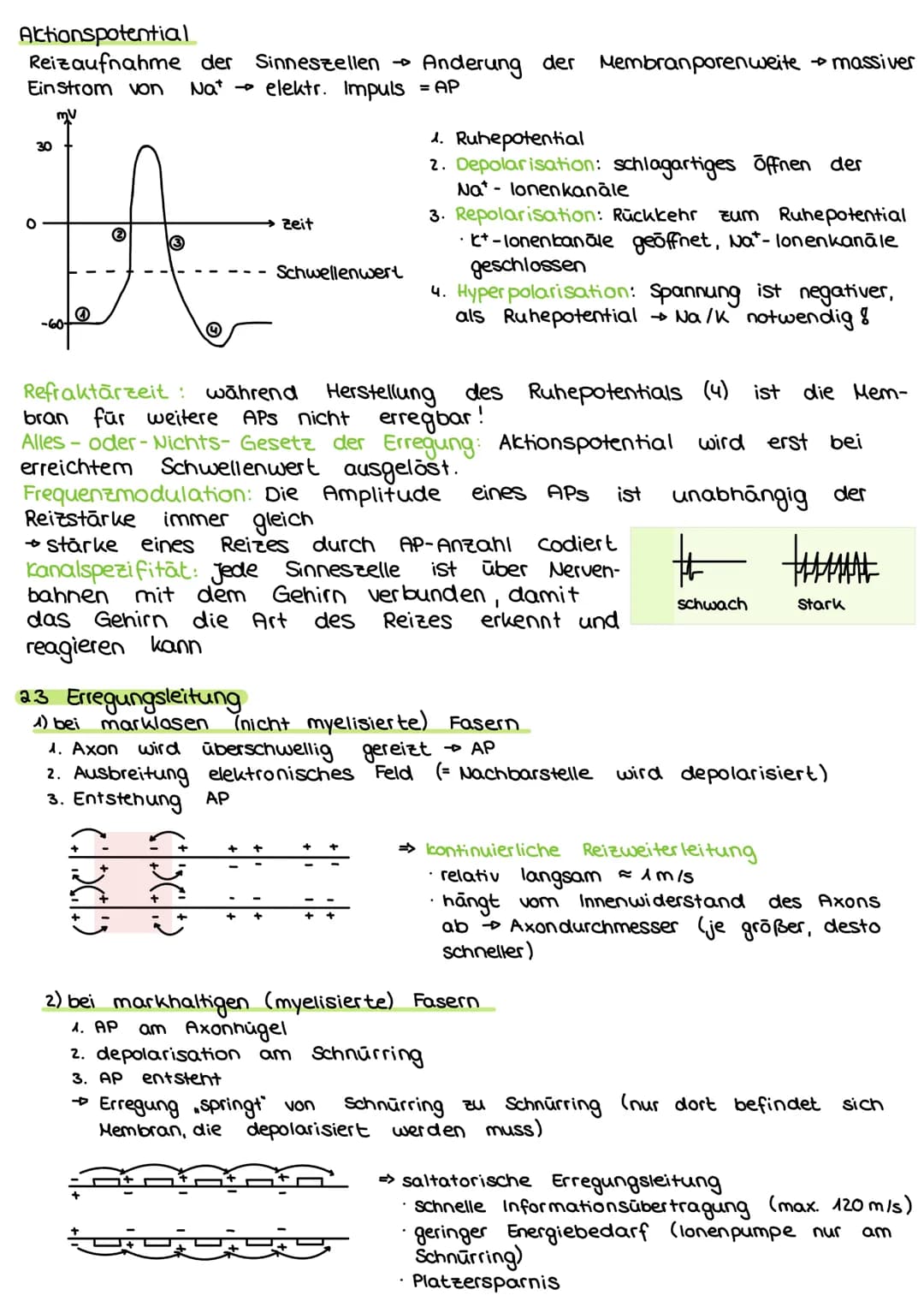 2. Steuerungs- und Regelungsvorgange
Nervenphysiologie
2.1 Aufbau
Nervenzelle:
AP
Sinnes- und Nervenzelle
Dentriten
AP
Zell körper
(Soma)
Ax