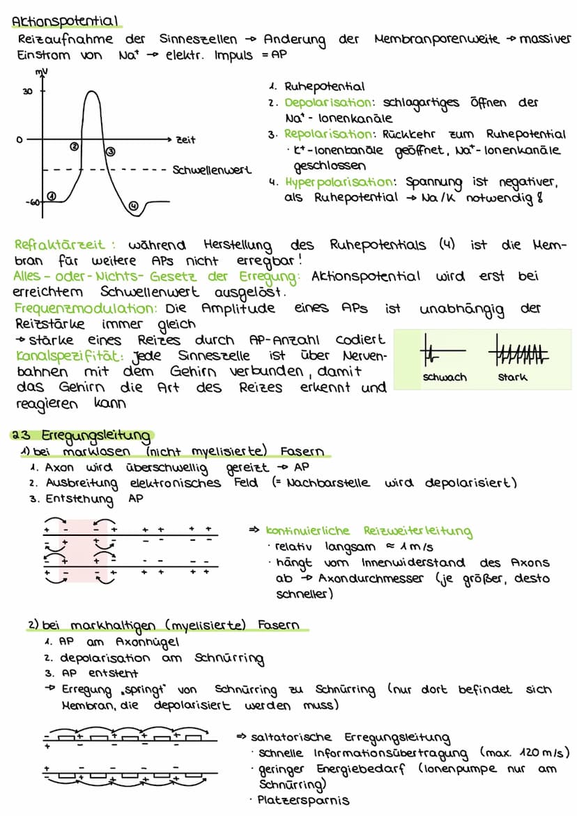 2. Steuerungs- und Regelungsvorgange
Nervenphysiologie
2.1 Aufbau
Nervenzelle:
AP
Sinnes- und Nervenzelle
Dentriten
AP
Zell körper
(Soma)
Ax