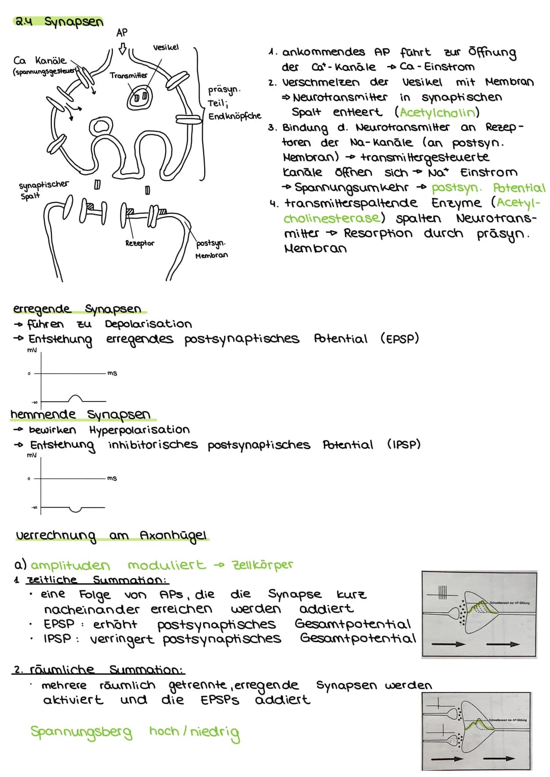 2. Steuerungs- und Regelungsvorgange
Nervenphysiologie
2.1 Aufbau
Nervenzelle:
AP
Sinnes- und Nervenzelle
Dentriten
AP
Zell körper
(Soma)
Ax