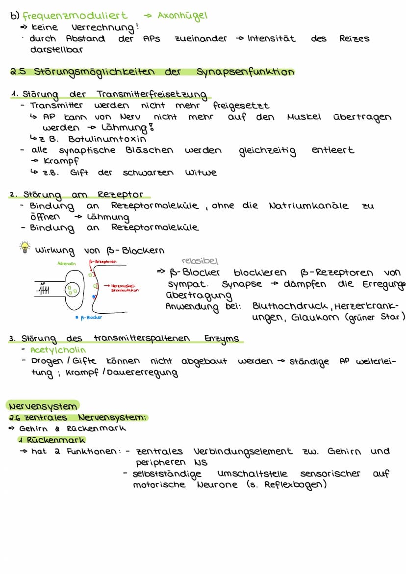 2. Steuerungs- und Regelungsvorgange
Nervenphysiologie
2.1 Aufbau
Nervenzelle:
AP
Sinnes- und Nervenzelle
Dentriten
AP
Zell körper
(Soma)
Ax