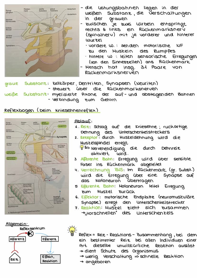 2. Steuerungs- und Regelungsvorgange
Nervenphysiologie
2.1 Aufbau
Nervenzelle:
AP
Sinnes- und Nervenzelle
Dentriten
AP
Zell körper
(Soma)
Ax