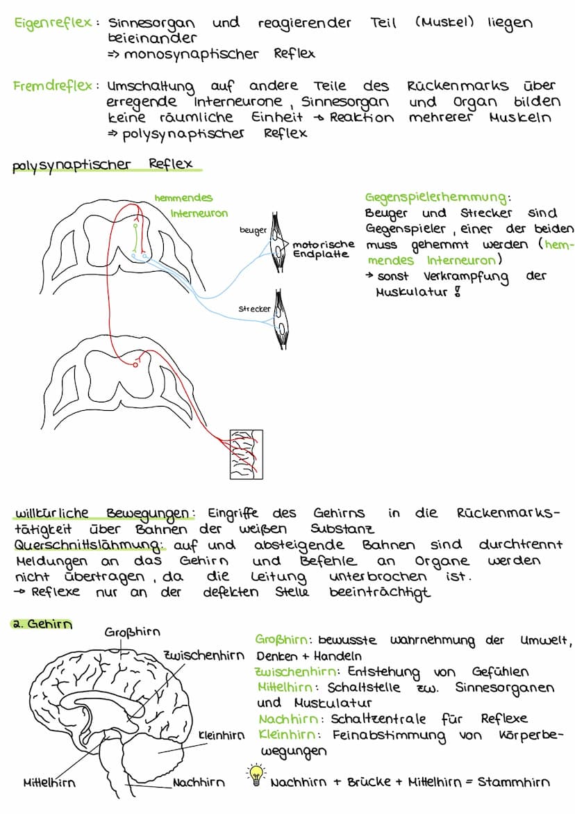 2. Steuerungs- und Regelungsvorgange
Nervenphysiologie
2.1 Aufbau
Nervenzelle:
AP
Sinnes- und Nervenzelle
Dentriten
AP
Zell körper
(Soma)
Ax