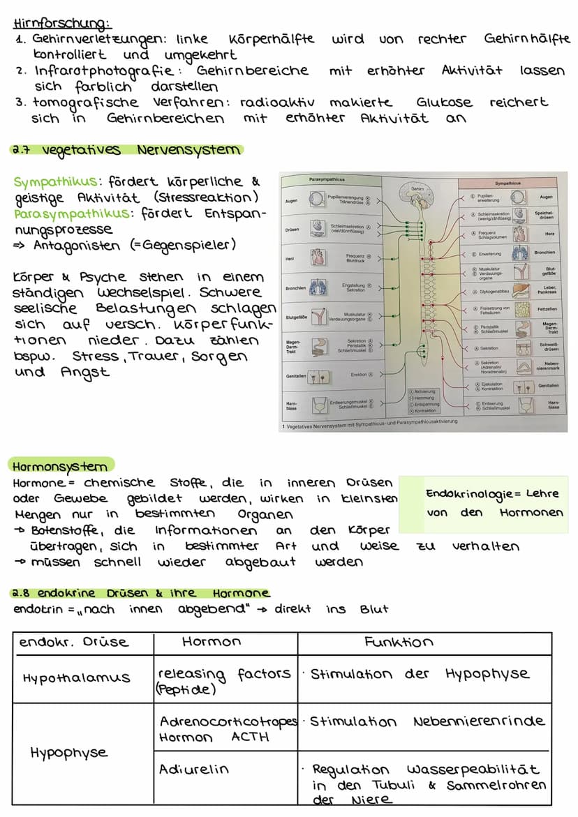 2. Steuerungs- und Regelungsvorgange
Nervenphysiologie
2.1 Aufbau
Nervenzelle:
AP
Sinnes- und Nervenzelle
Dentriten
AP
Zell körper
(Soma)
Ax