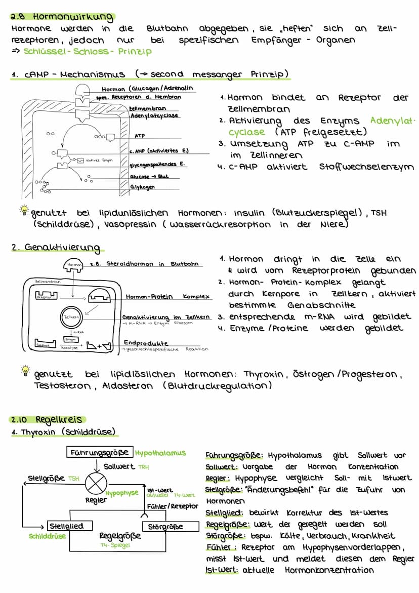 2. Steuerungs- und Regelungsvorgange
Nervenphysiologie
2.1 Aufbau
Nervenzelle:
AP
Sinnes- und Nervenzelle
Dentriten
AP
Zell körper
(Soma)
Ax