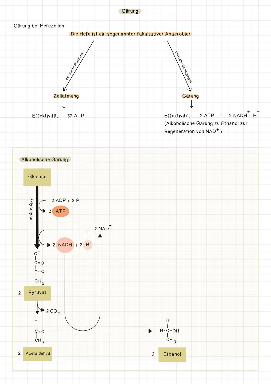 Gärung bei Hefezellen:
2
Alkoholische Gärung:
Glucose
Effektivität: 32 ATP
Glycolyse
C=O
C=O
CH
3
Pyruvat
H
Zellatmung
2 ATP
C=O
T
CH 3
2 Ac