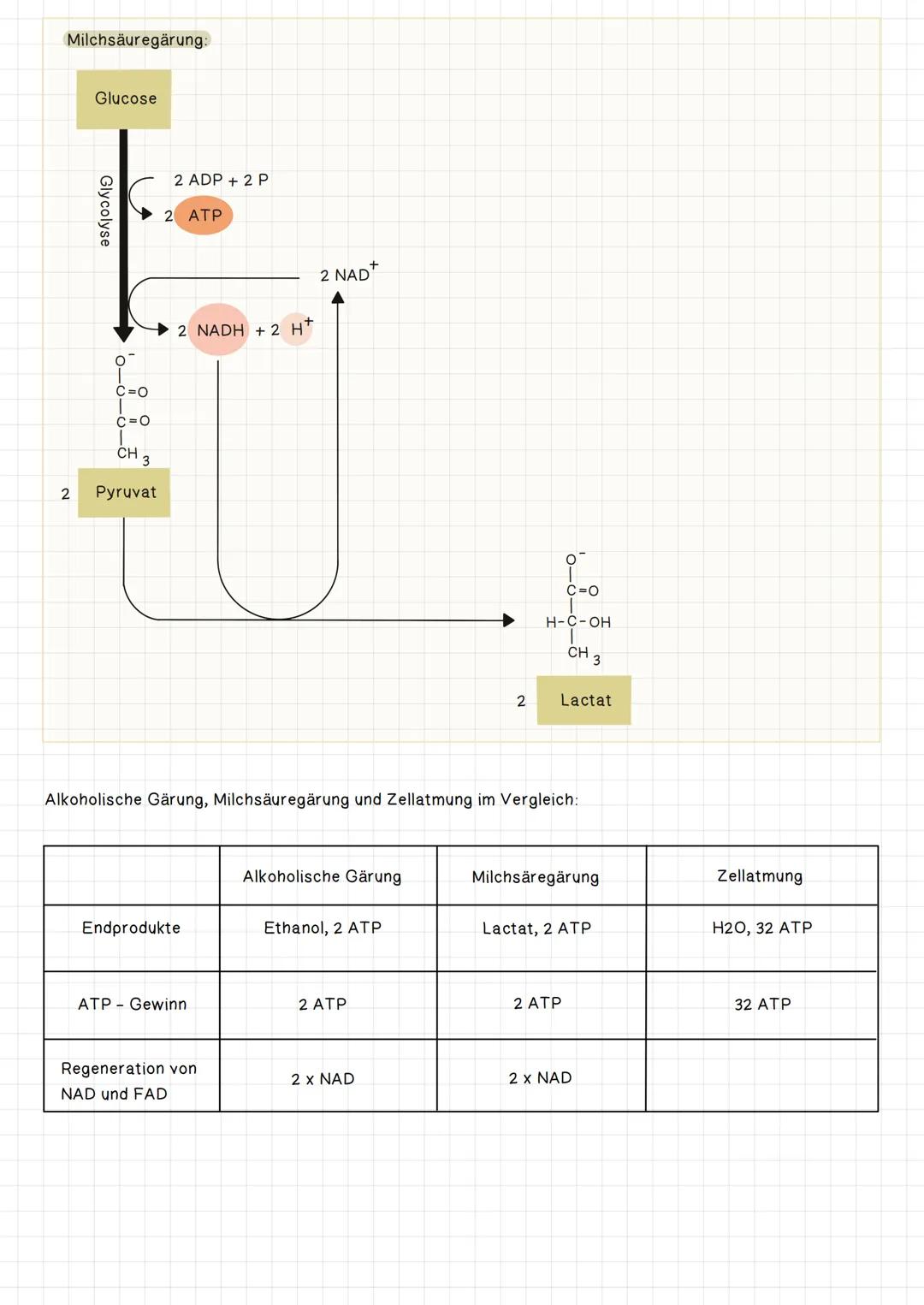 Gärung bei Hefezellen:
2
Alkoholische Gärung:
Glucose
Effektivität: 32 ATP
Glycolyse
C=O
C=O
CH
3
Pyruvat
H
Zellatmung
2 ATP
C=O
T
CH 3
2 Ac