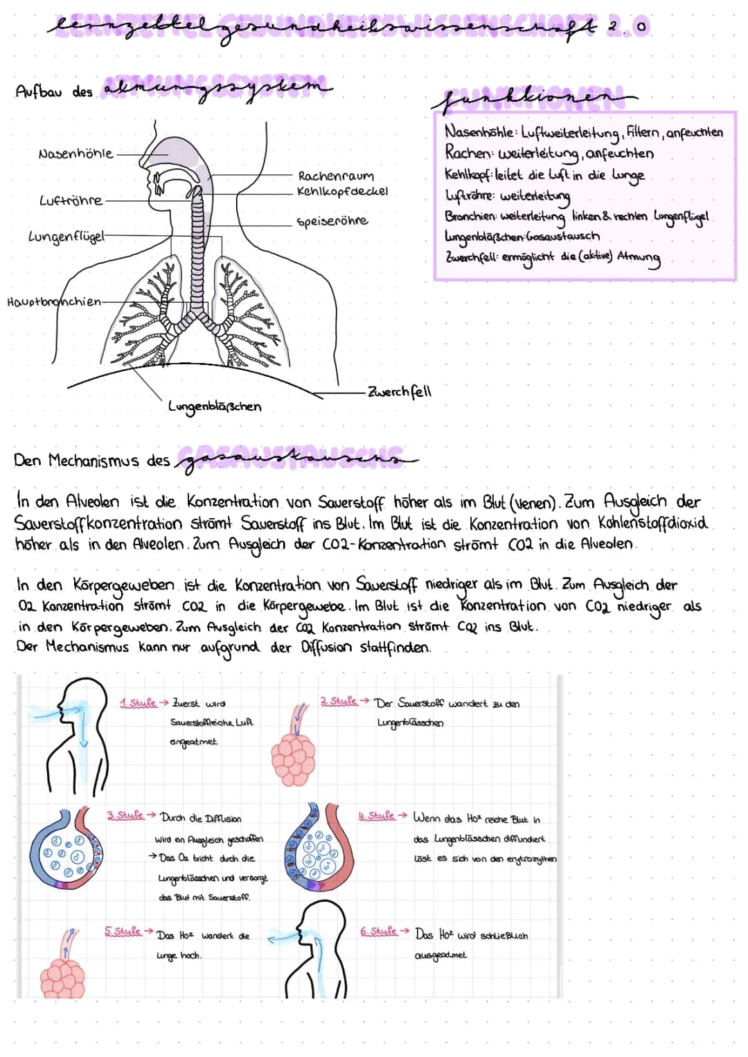 Das Atmungssystem