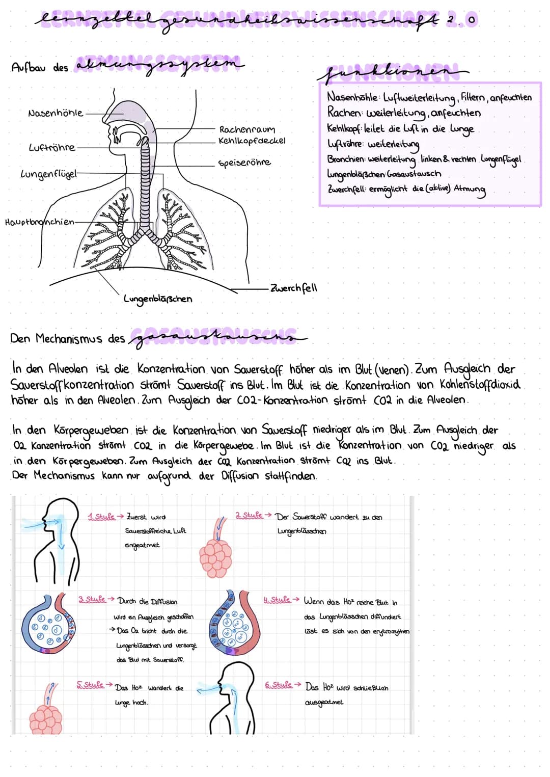 lernzettel gesundheitswiss
Aufbau des akmungssystem
Nasenhöhle
Luftröhre
Lungenflügel-
Hauptbronchien.
Lungenbläßchen
1. Stufe Zuerst wird
3