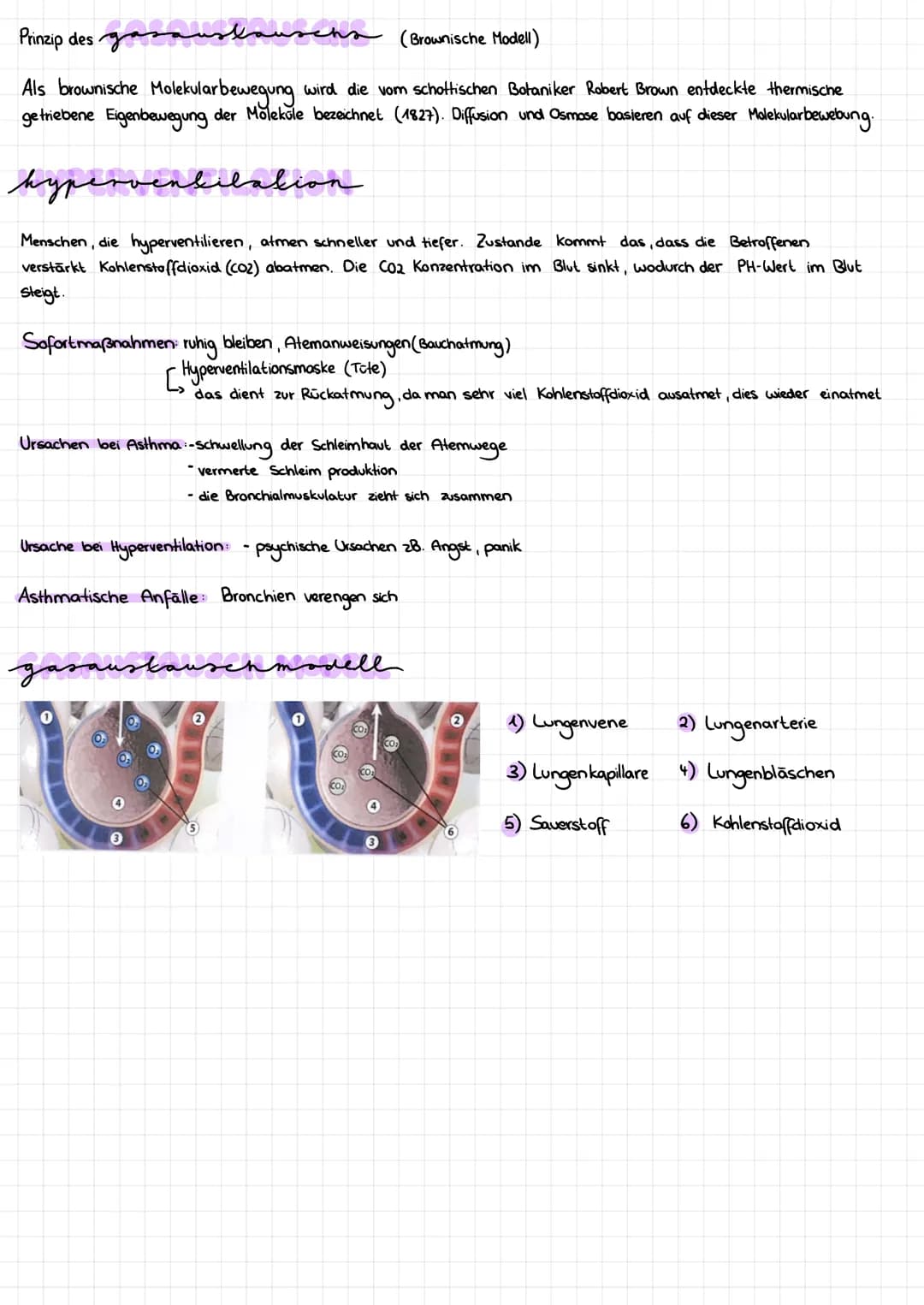 lernzettel gesundheitswiss
Aufbau des akmungssystem
Nasenhöhle
Luftröhre
Lungenflügel-
Hauptbronchien.
Lungenbläßchen
1. Stufe Zuerst wird
3