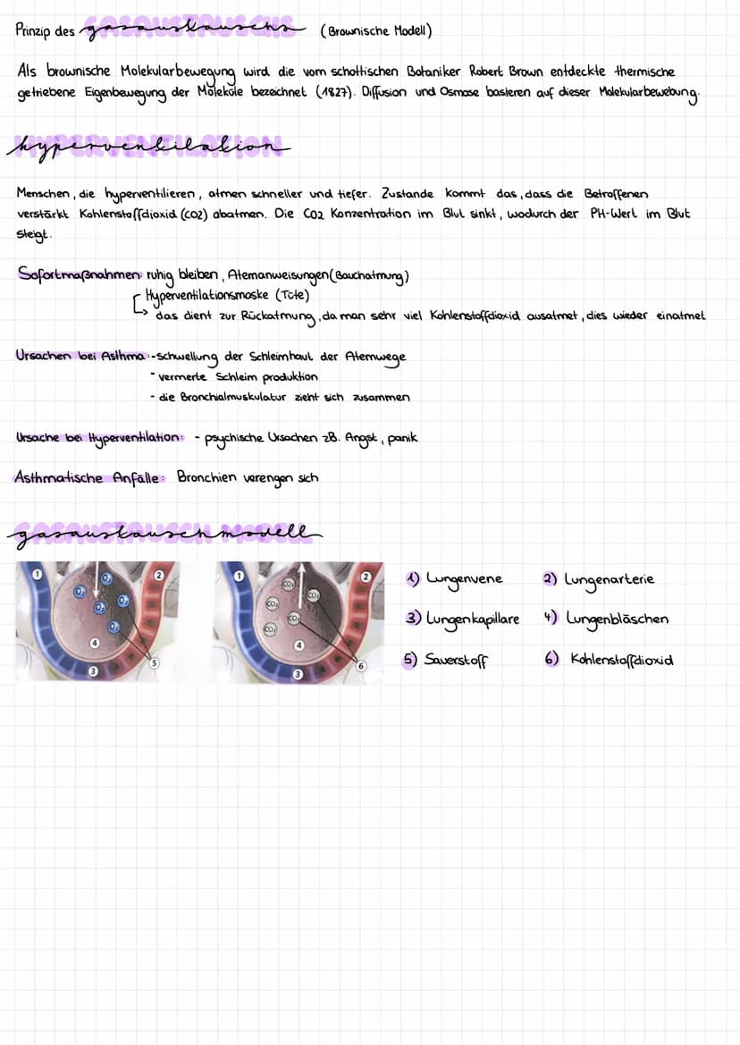 lernzettel gesundheitswiss
Aufbau des akmungssystem
Nasenhöhle
Luftröhre
Lungenflügel-
Hauptbronchien.
Lungenbläßchen
1. Stufe Zuerst wird
3