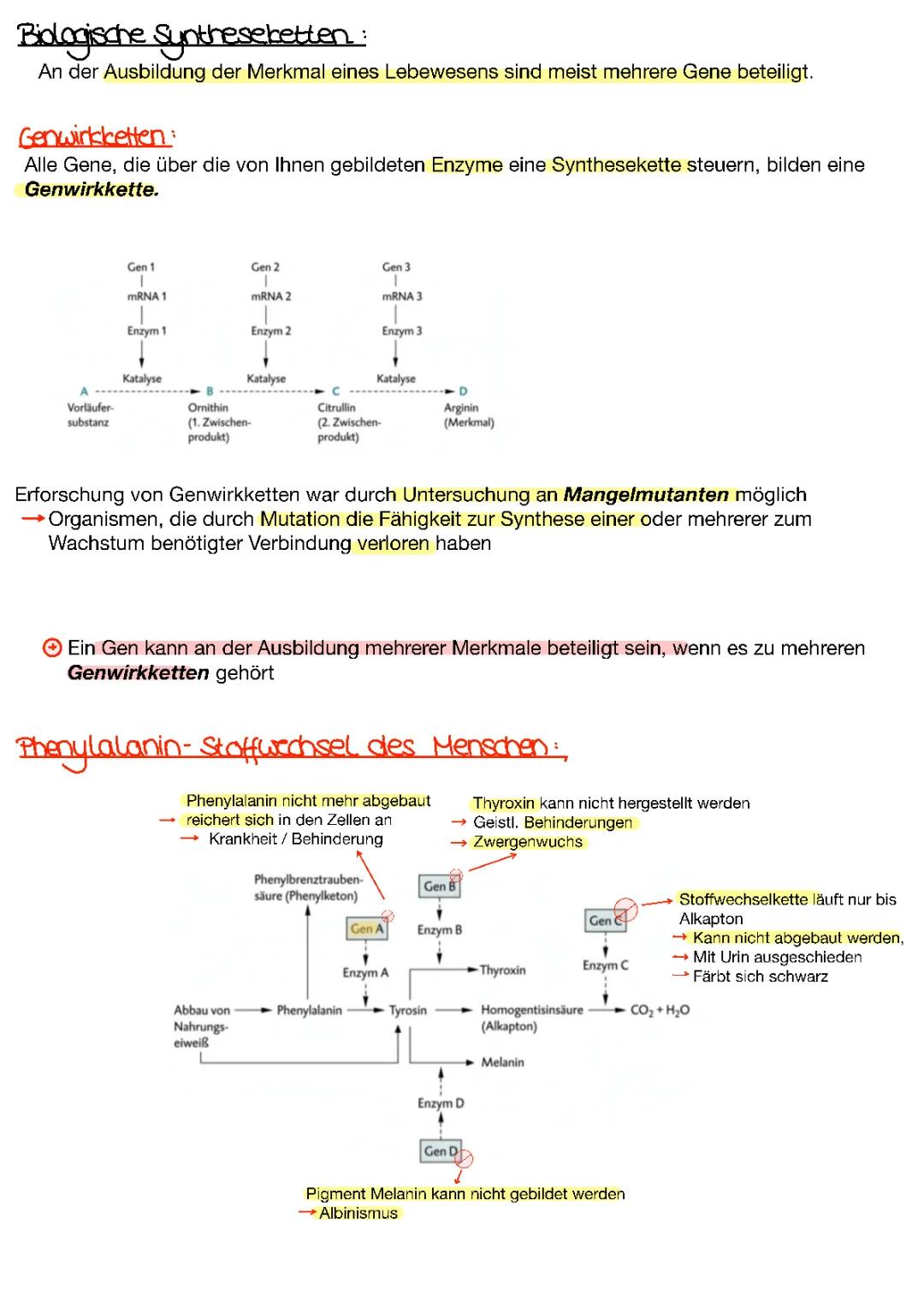 Genwirkkette Arbeitsblatt: Experimente, Mutationen & Hypothesen leicht erklärt 🧬