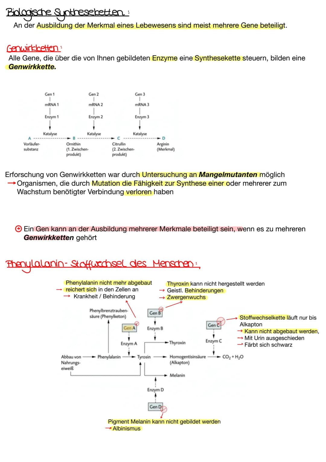 Biologische Synthesebetten:
An der Ausbildung der Merkmal eines Lebewesens sind meist mehrere Gene beteiligt.
Genwirkketten:
Alle Gene, die 