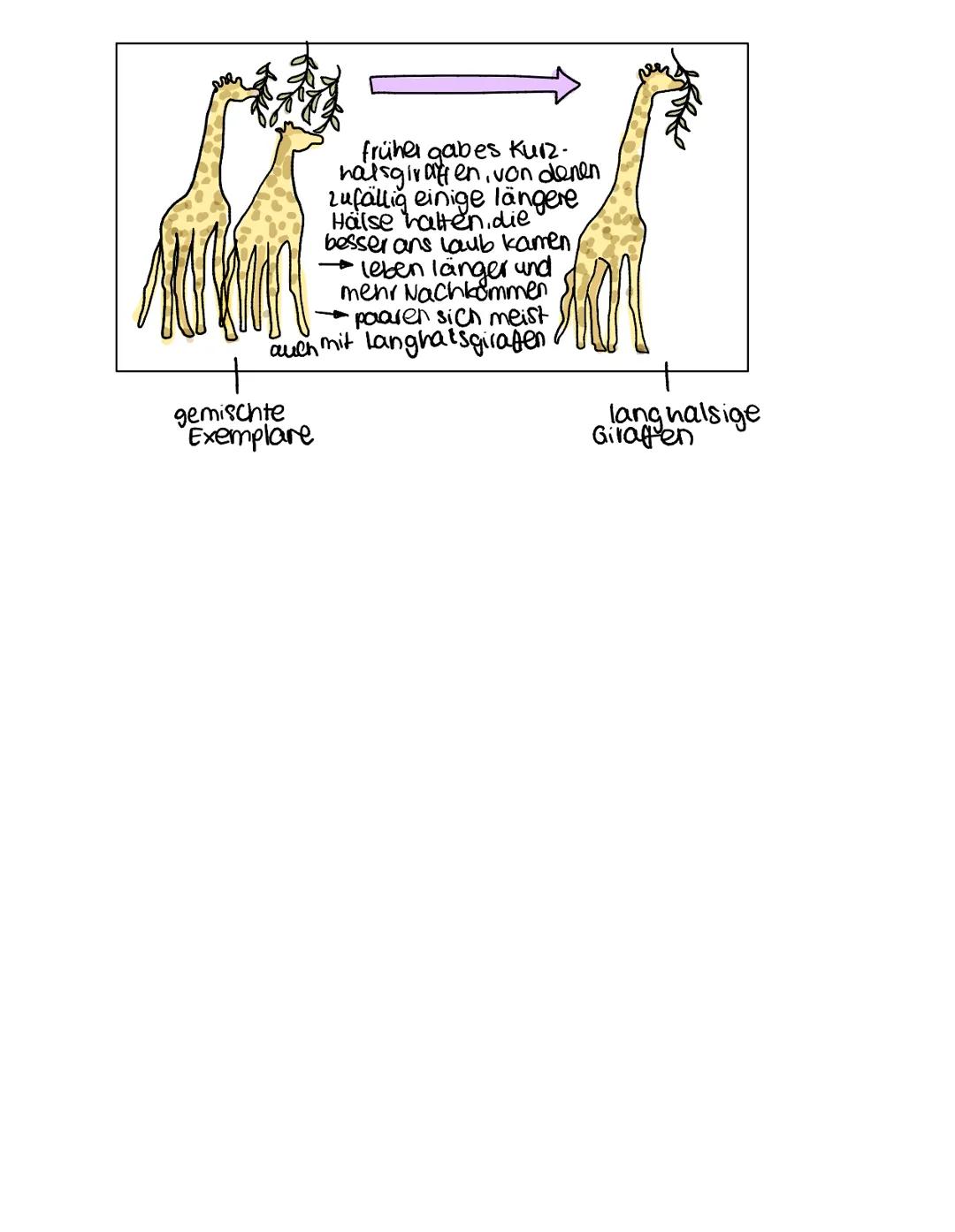 # Evolutionstheorien

Aristoteles (384-322 v. Chr.)
- alle Arten von lebewesen bestehen schon immer und bleiben unveränderlich

Cuvier (1769