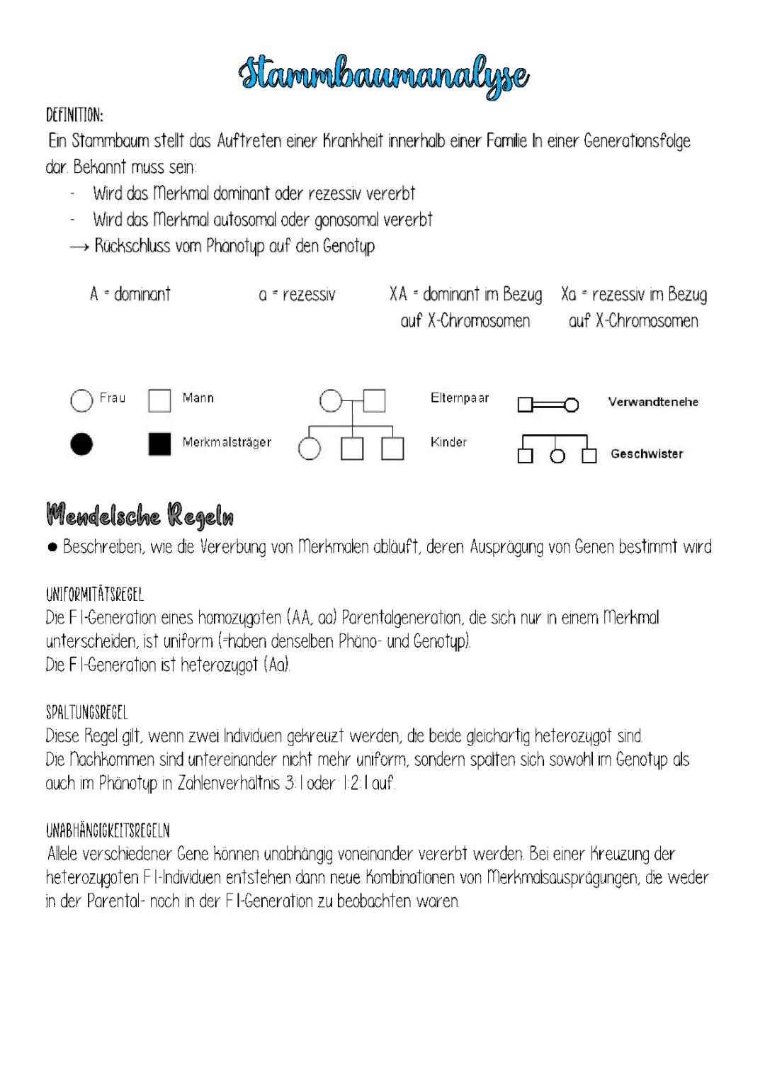 Stammbaumanalyse Übungen und Regeln - Einfach erklärt