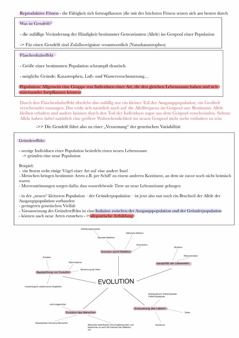 BIOLOGIEKLAUSUR NR 1
Selektionsformen
Stabilisierende Selektion
- durchschnittliche Merkmale einer Population werden
aufrechterhalten
-> dur
