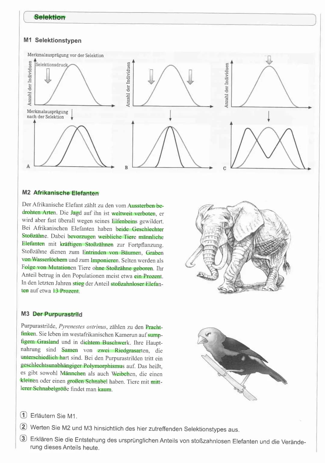 Selektion
M1 Selektionstypen
Merkmalausprägung vor der Selektion
Ann
in m
M2 Afrikanische Elefanten
Der Afrikanische Elefant zählt zu den vo