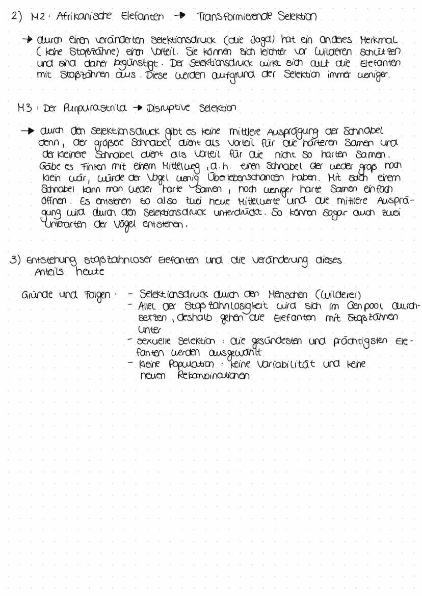 Selektion
M1 Selektionstypen
Merkmalausprägung vor der Selektion
Ann
in m
M2 Afrikanische Elefanten
Der Afrikanische Elefant zählt zu den vo