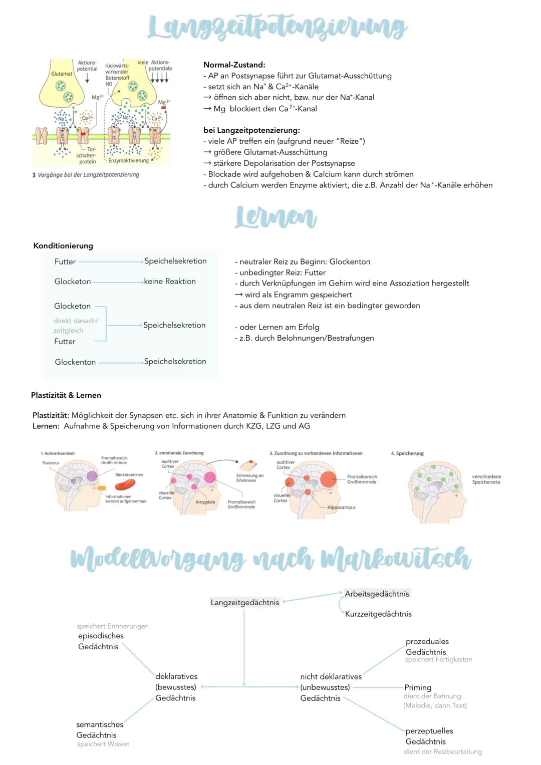 Glutamat
CO
Aktions-
potential
Ca
Konditionierung
Futter
Glocketon
Mg2+
Tor
schalter-
protein -Enzymaktivierung
3 Vorgänge bei der Langzeitp