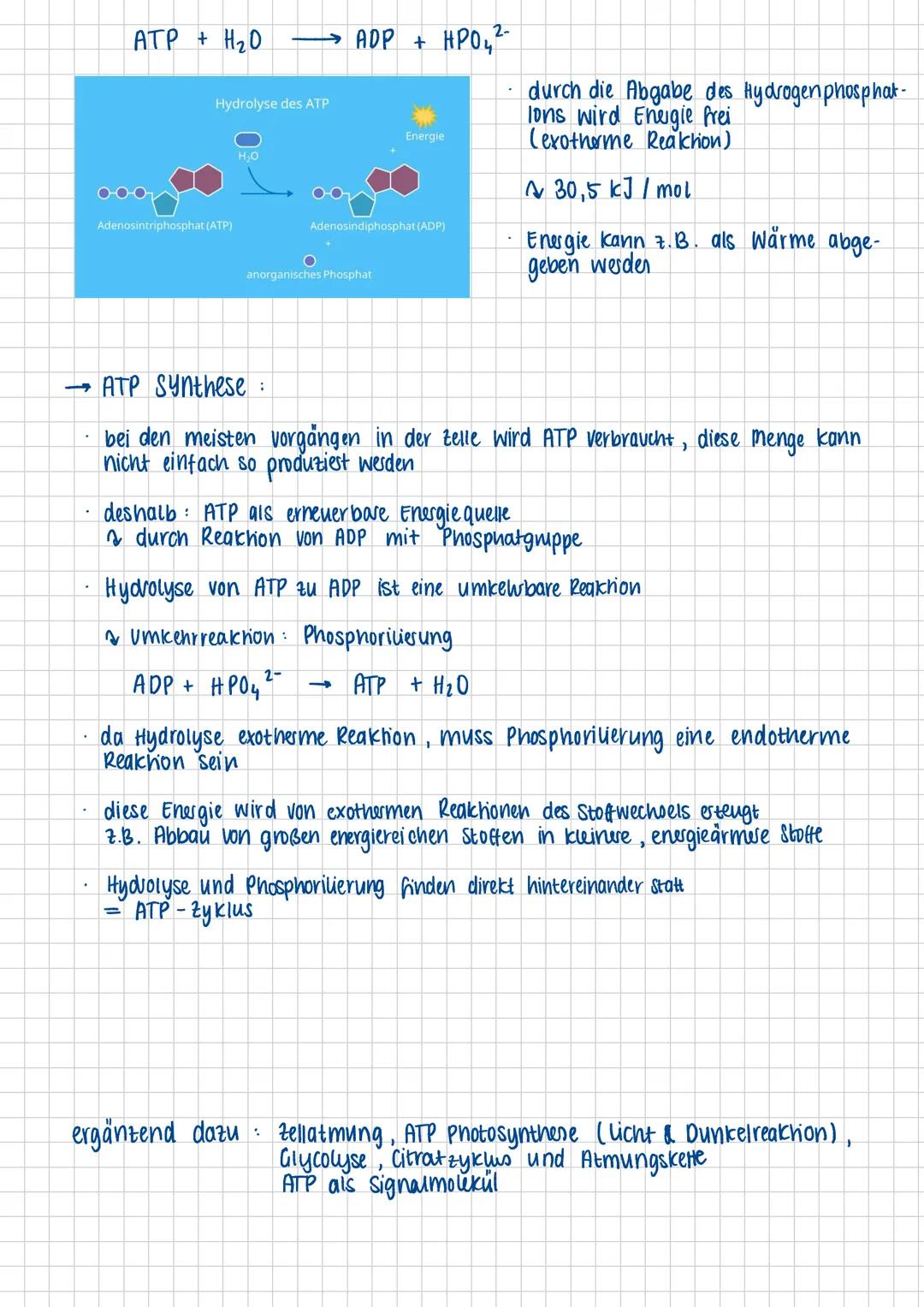 ATP ALS ENERGIETRAGER
ATP = Adenosintriphosphat
Molekül enthält drei Phosphatreste, um Energie bereitzustellen, wird ATP in APP (Adenosin-
d
