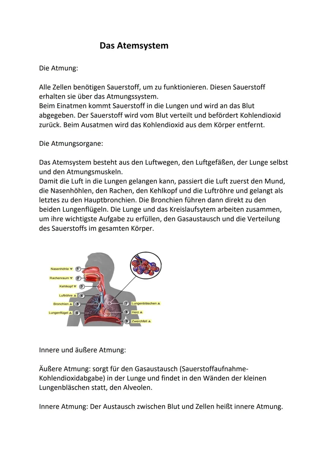Die Atmung:
Alle Zellen benötigen Sauerstoff, um zu funktionieren. Diesen Sauerstoff
erhalten sie über das Atmungssystem.
Beim Einatmen komm