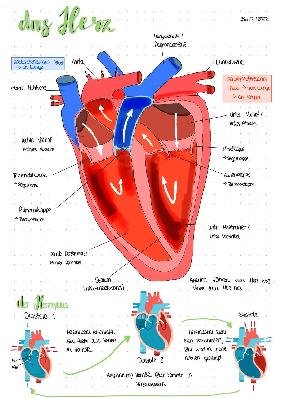 # dns Herz

Lungenarterie/
Pulmonalarterie

sauerstoffarmes Blut Aorta
→ an Lunge

obere Hohlvene

rechter Vorhof
rechtes Atrium

Trikuspida