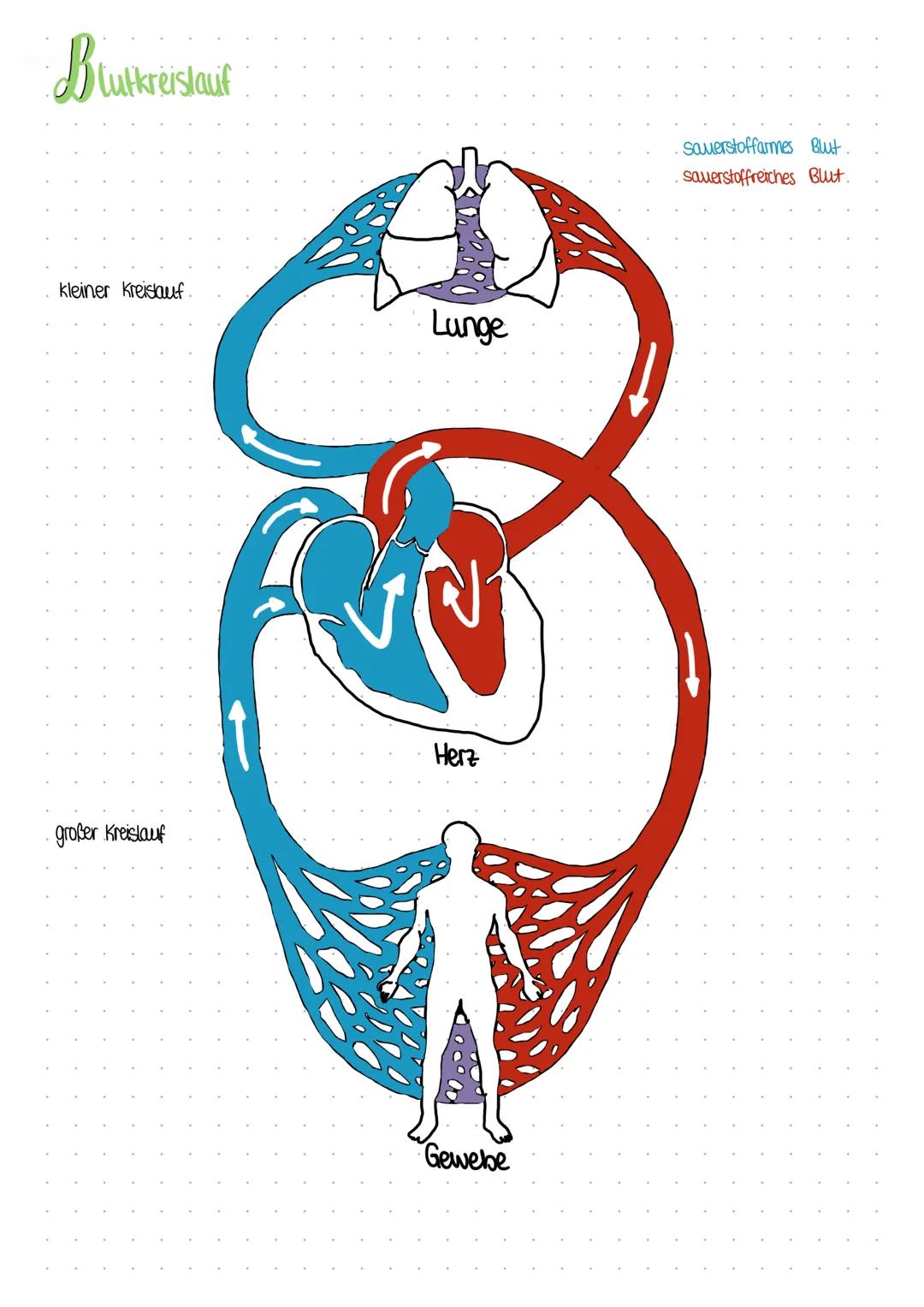 # dns Herz

Lungenarterie/
Pulmonalarterie

sauerstoffarmes Blut Aorta
→ an Lunge

obere Hohlvene

rechter Vorhof
rechtes Atrium

Trikuspida