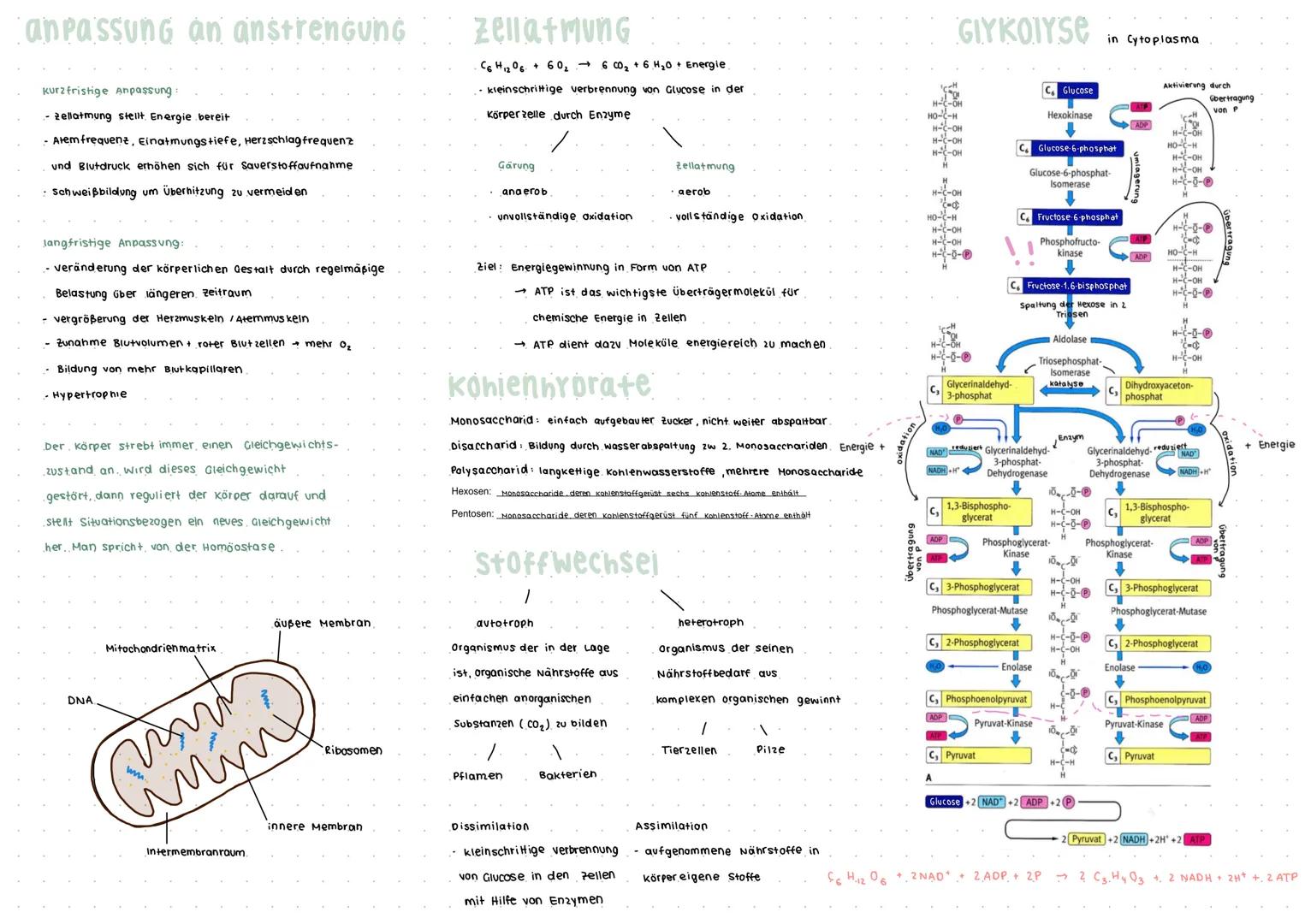 ANPASSUNG an anstrengung
Kurzfristige Anpassung
-zellatmung stellt. Energie bereit
- Atem frequenz, Einatmungstiefe, Herzschlag frequenz
und