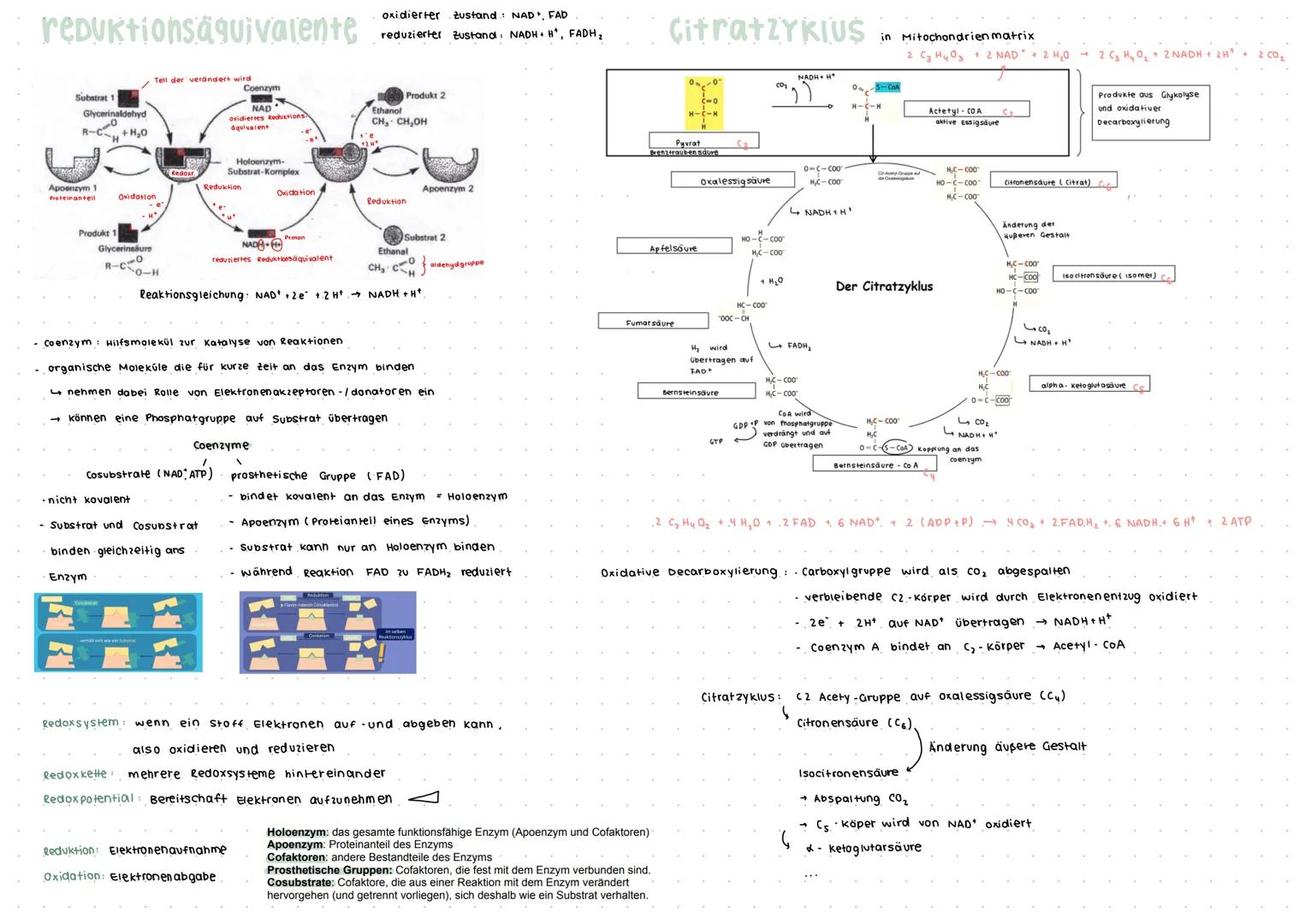 ANPASSUNG an anstrengung
Kurzfristige Anpassung
-zellatmung stellt. Energie bereit
- Atem frequenz, Einatmungstiefe, Herzschlag frequenz
und