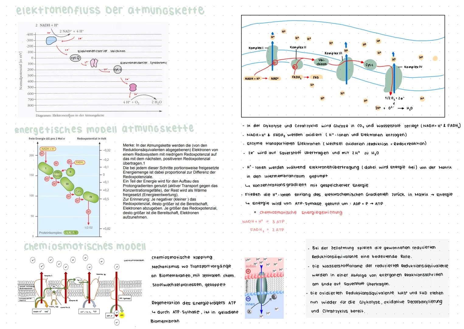 ANPASSUNG an anstrengung
Kurzfristige Anpassung
-zellatmung stellt. Energie bereit
- Atem frequenz, Einatmungstiefe, Herzschlag frequenz
und