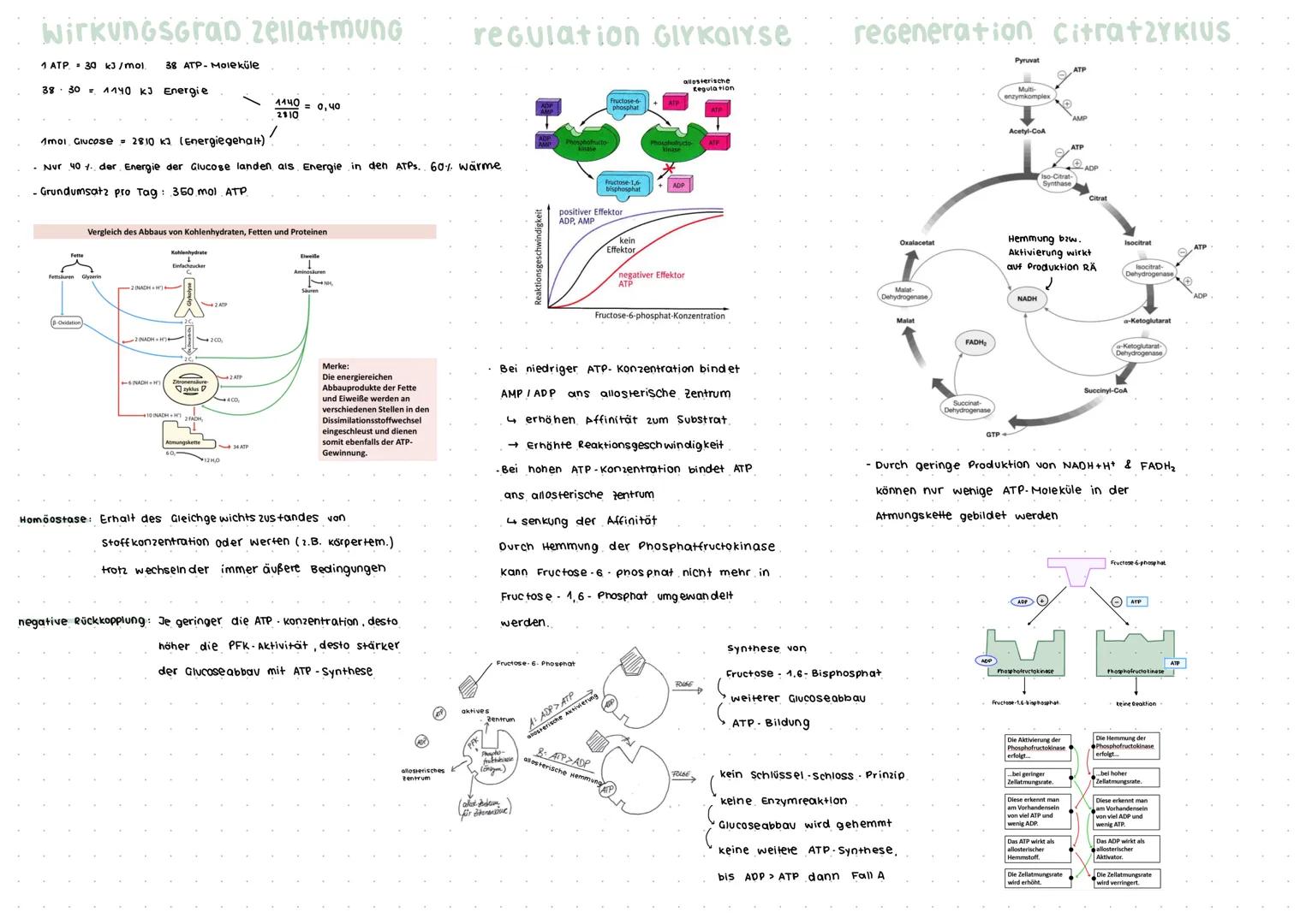 ANPASSUNG an anstrengung
Kurzfristige Anpassung
-zellatmung stellt. Energie bereit
- Atem frequenz, Einatmungstiefe, Herzschlag frequenz
und