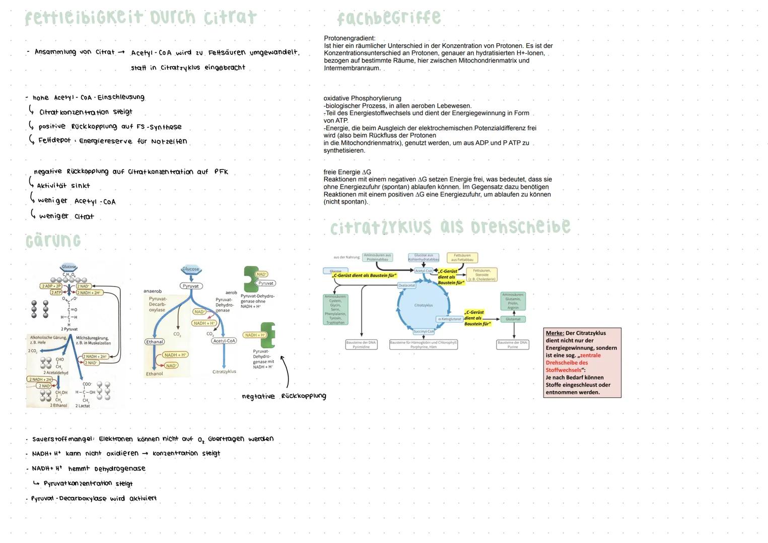 ANPASSUNG an anstrengung
Kurzfristige Anpassung
-zellatmung stellt. Energie bereit
- Atem frequenz, Einatmungstiefe, Herzschlag frequenz
und