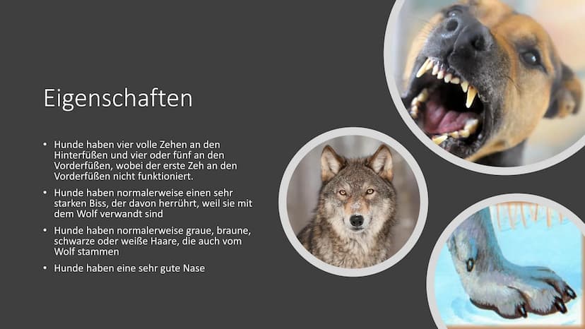 Von Nico Schmidt
Der Hund E
Inhaltsverzeichnis
• Eigenschaften
Verbreitung und Gewohnheit
Der größte / kleinste Hund:
●
●
Was ist ein Hund?
