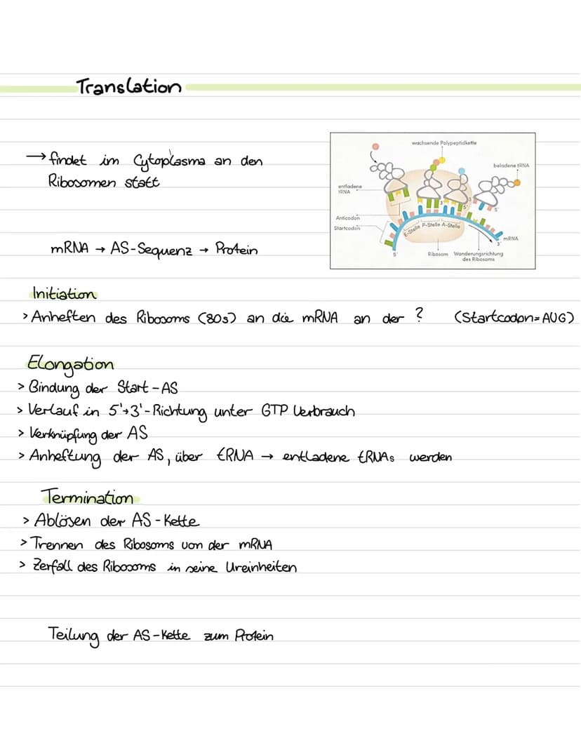 Translation
→ findet im Cytoplasma
Ribosomen statt
mRNA AS-Sequenz
→>>
an den
Protein
Initiation
> Anheften des Ribosoms (80s) an die mRNA
>